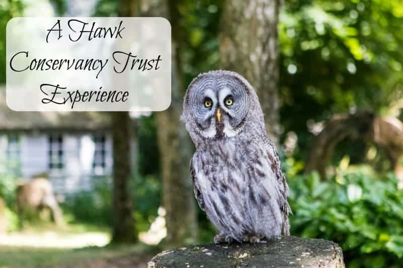 A Hawk Conservancy Experience